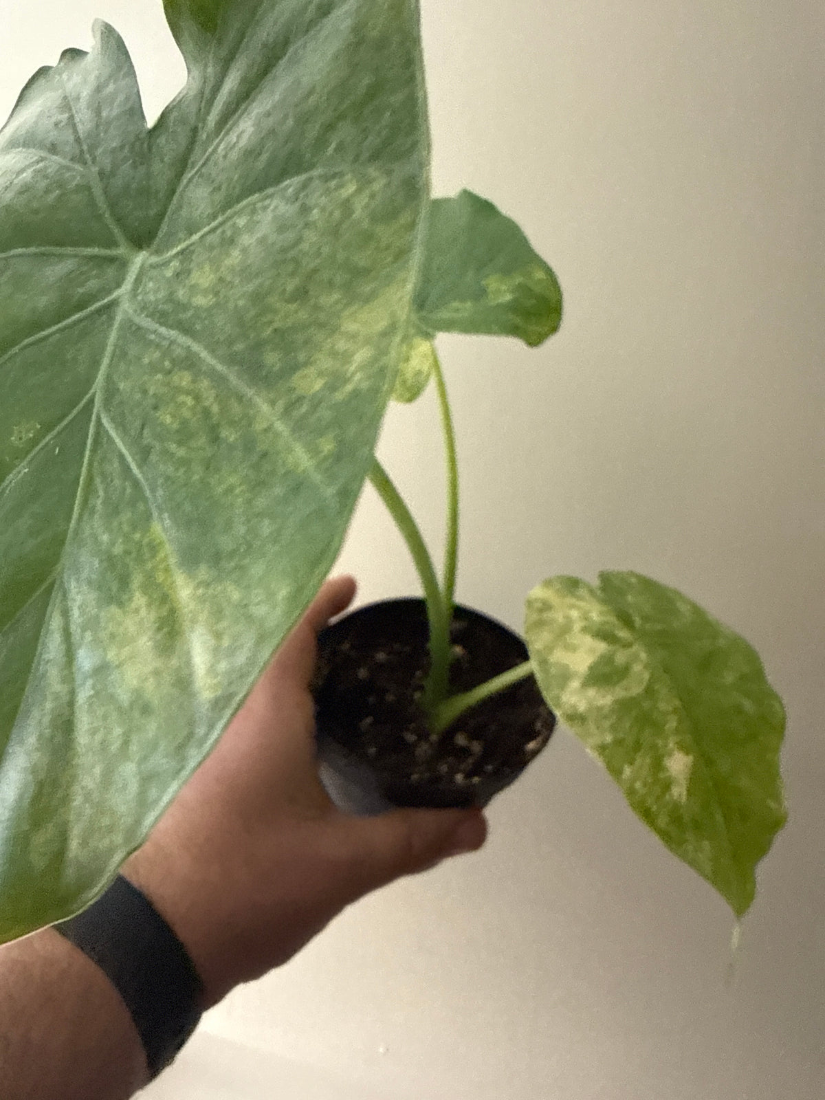 Alocasia Gageana Aurea Variegata