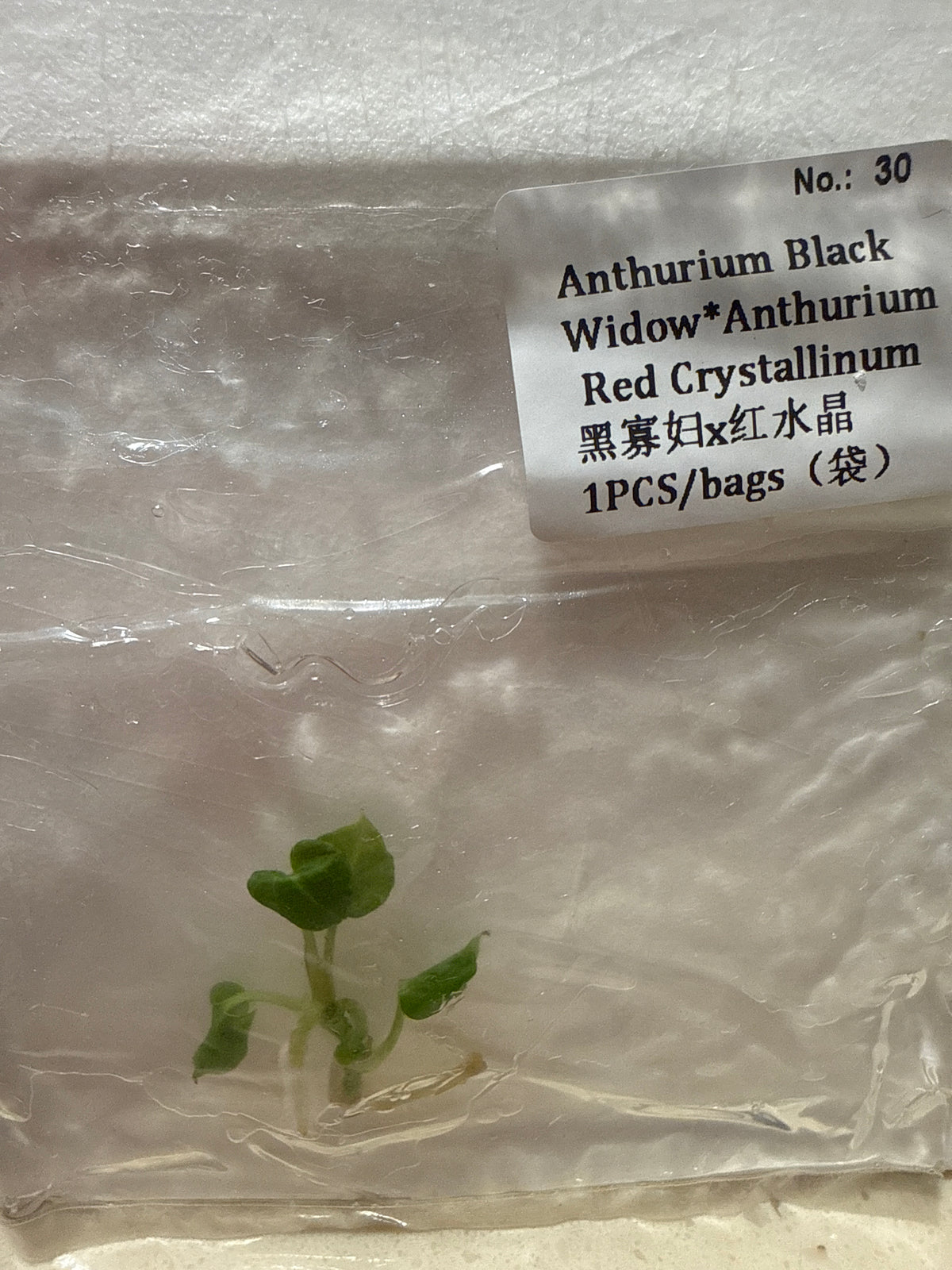 Anthurium Black Widow x Red Crystallinum - Seller's Choice