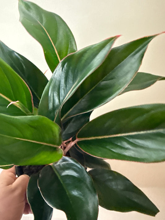 Aglaonema 'Misterio'