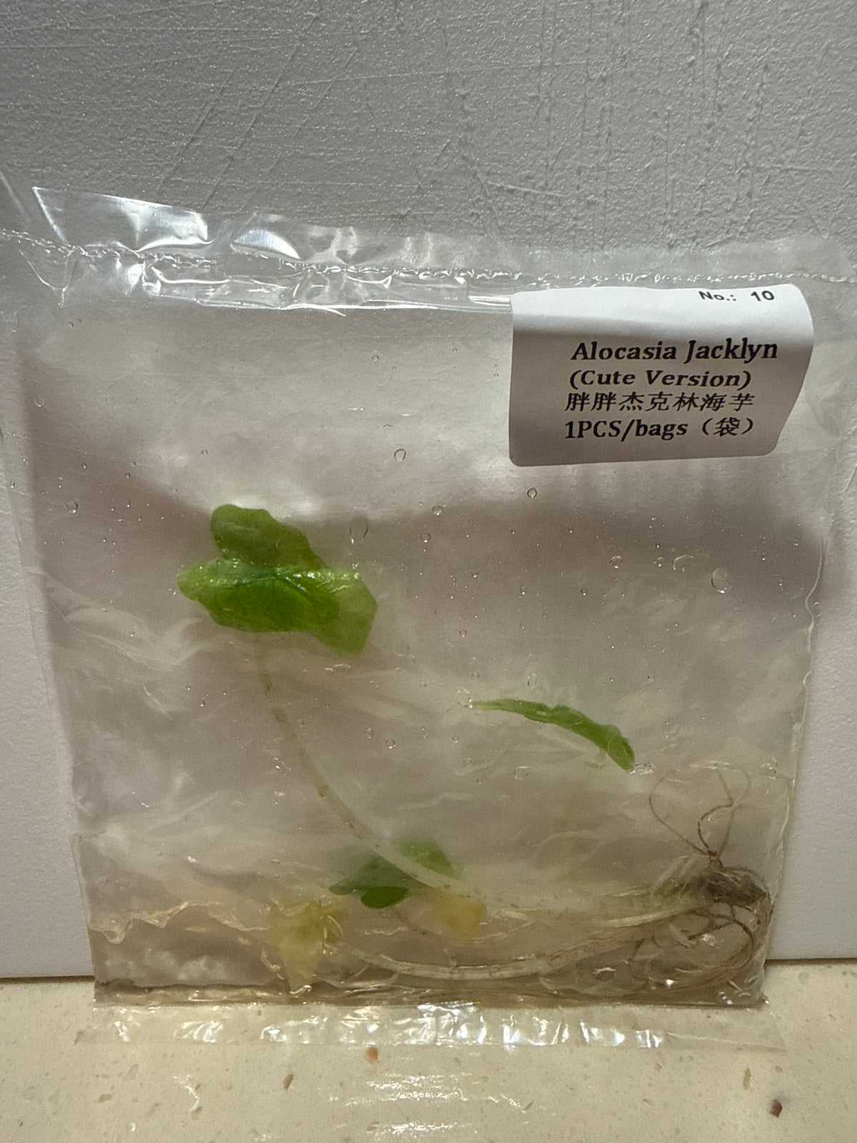 Alocasia Jacklyn Cute Version - Seller's Choice