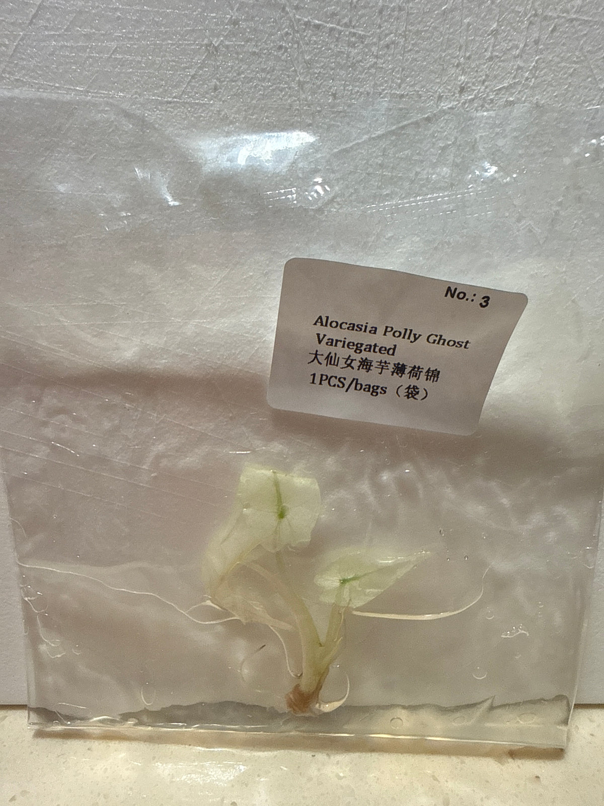 Alocasia Polly Ghost Variegated - Seller's Choice