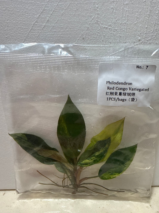 Philodendron Red Congo Variegated