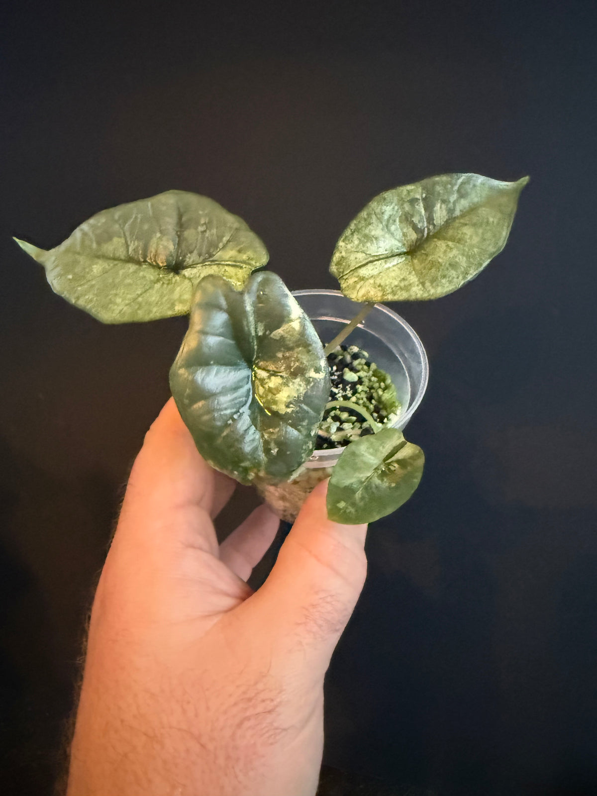 Alocasia Bisma Platinum Albo