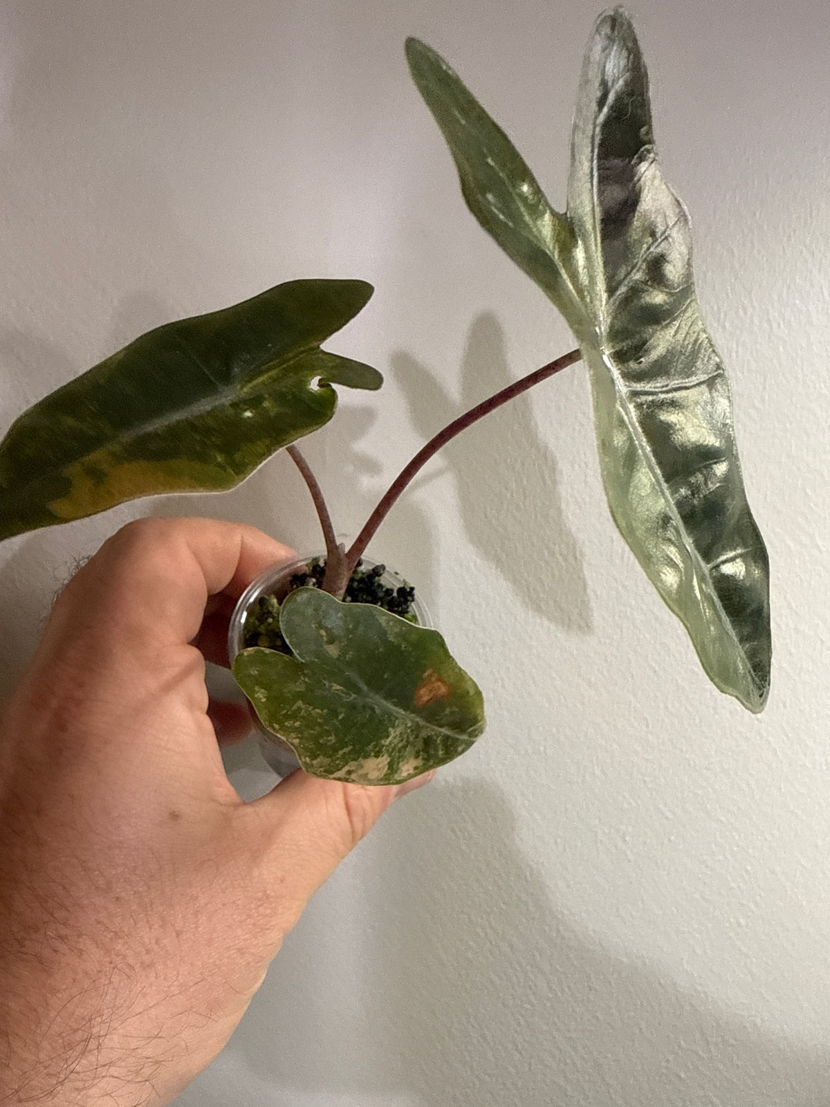 Alocasia Pseudo Sanderiana Aurea