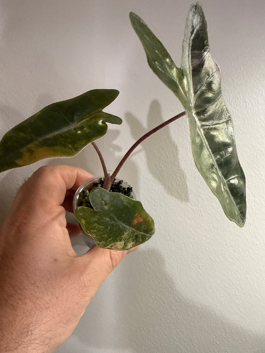 Alocasia Pseudo Sanderiana Aurea