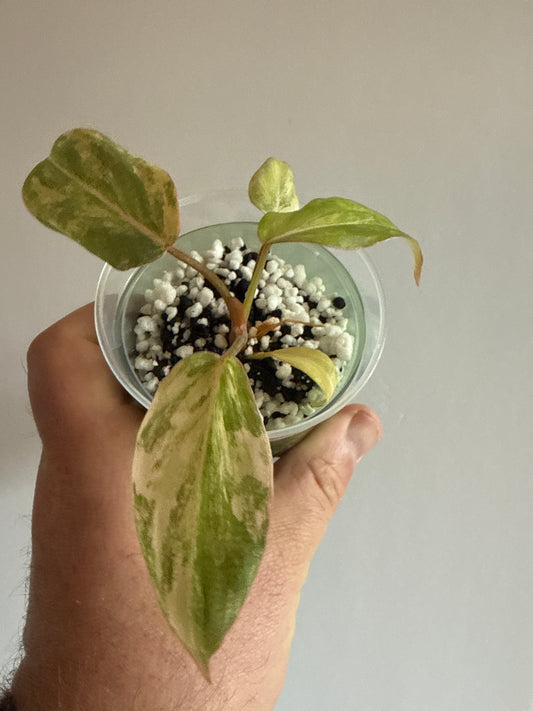 Philodendron Gloriosum Variegated
