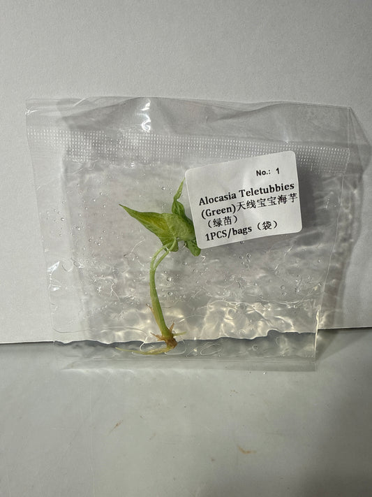 Alocasia Teletubbies (Green) - Seller's Choice