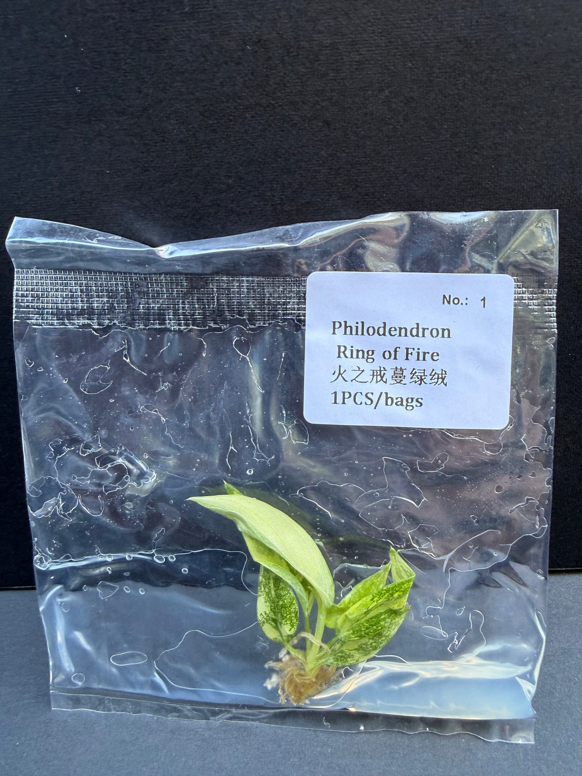 Philodendron Ring of Fire