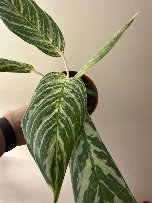 Aglaonema Golden Madonna
