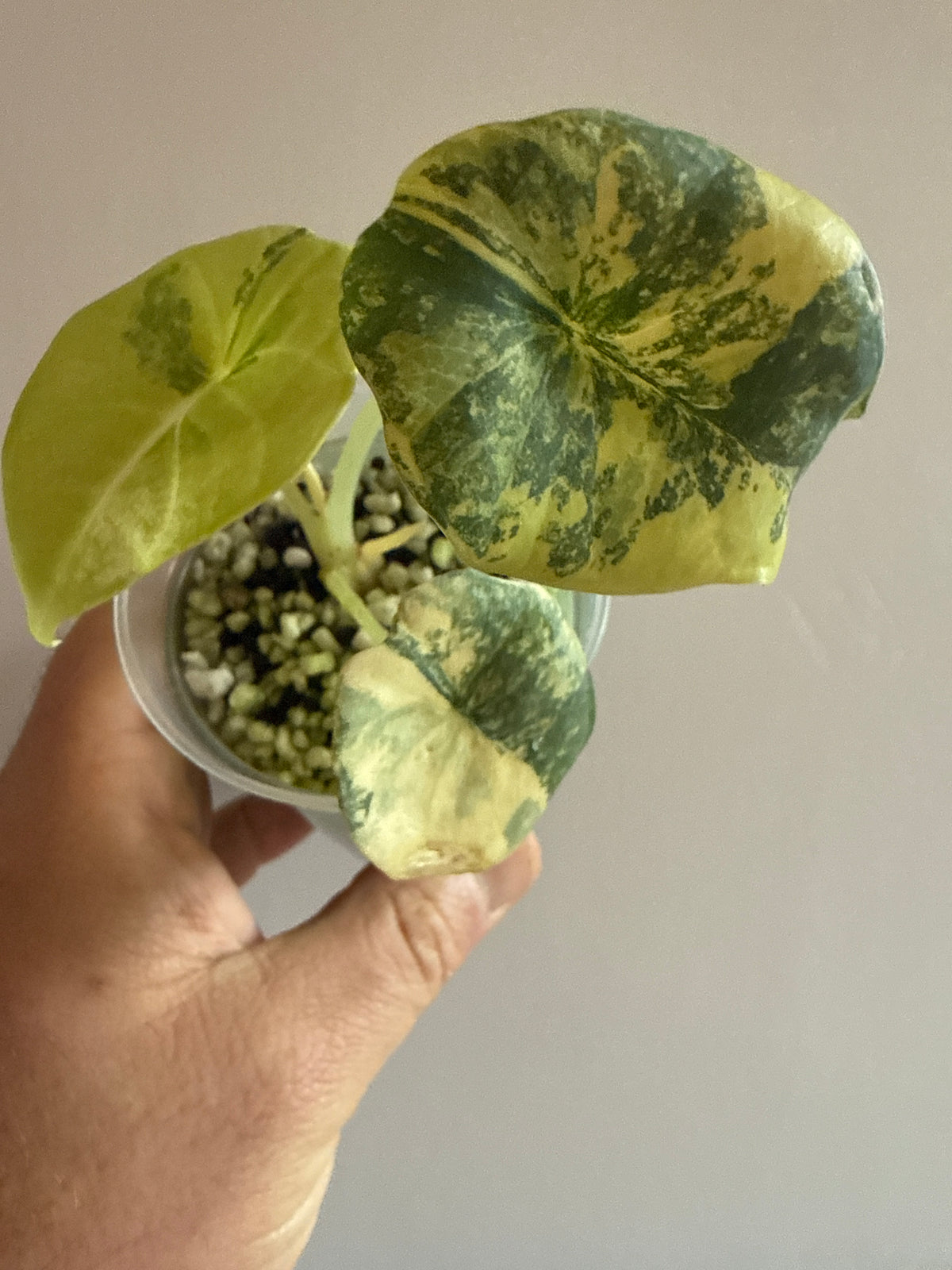 Alocasia Nebula Aurea