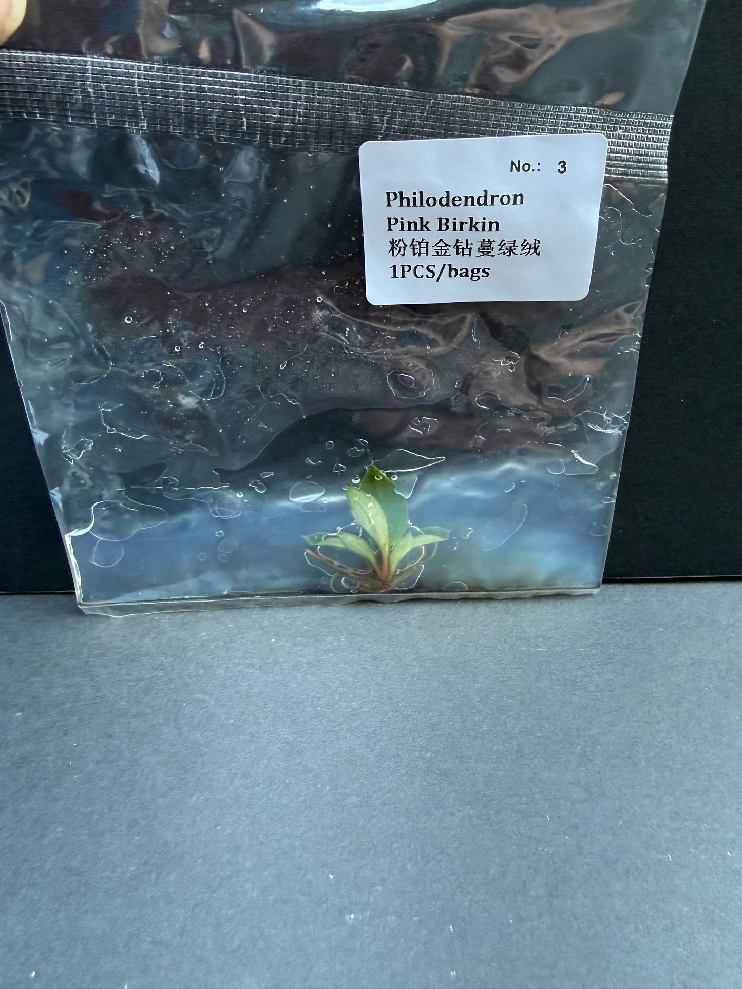 Philodendron Pink Birkin