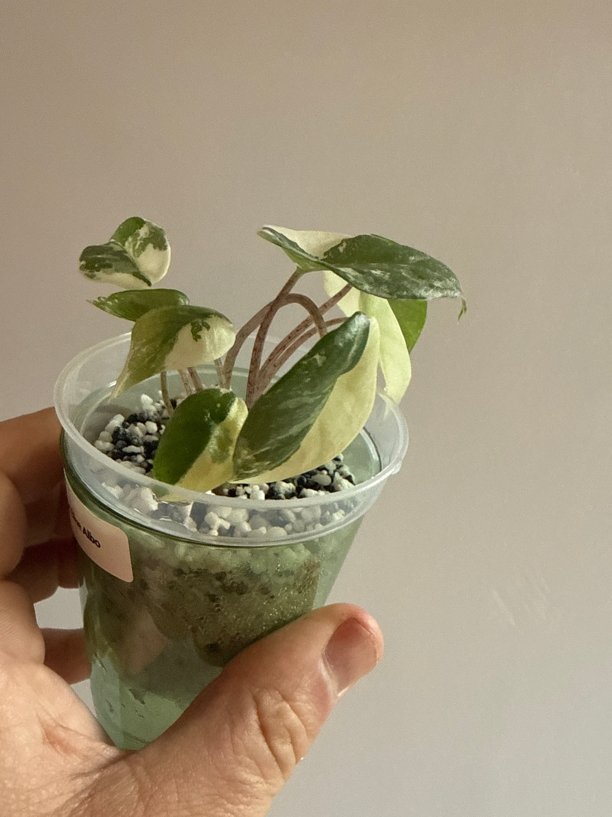 Alocasia Metallic Blue Albo