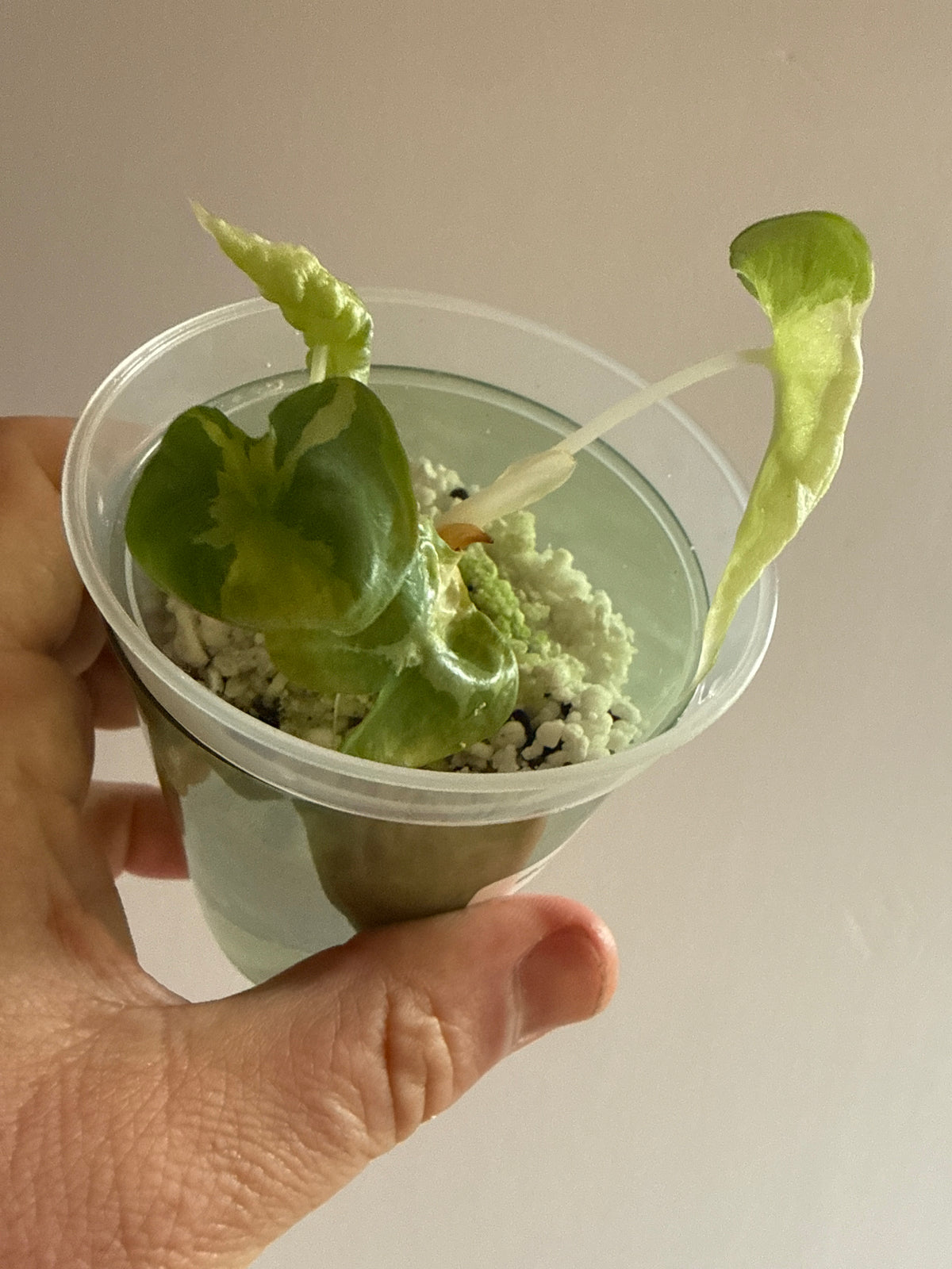 Alocasia Silver Dragon Aurea Lava