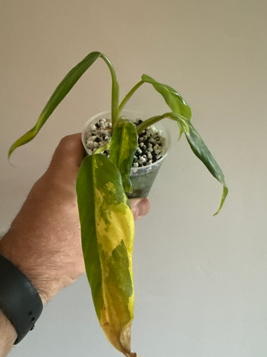 Philodendron Domesticum