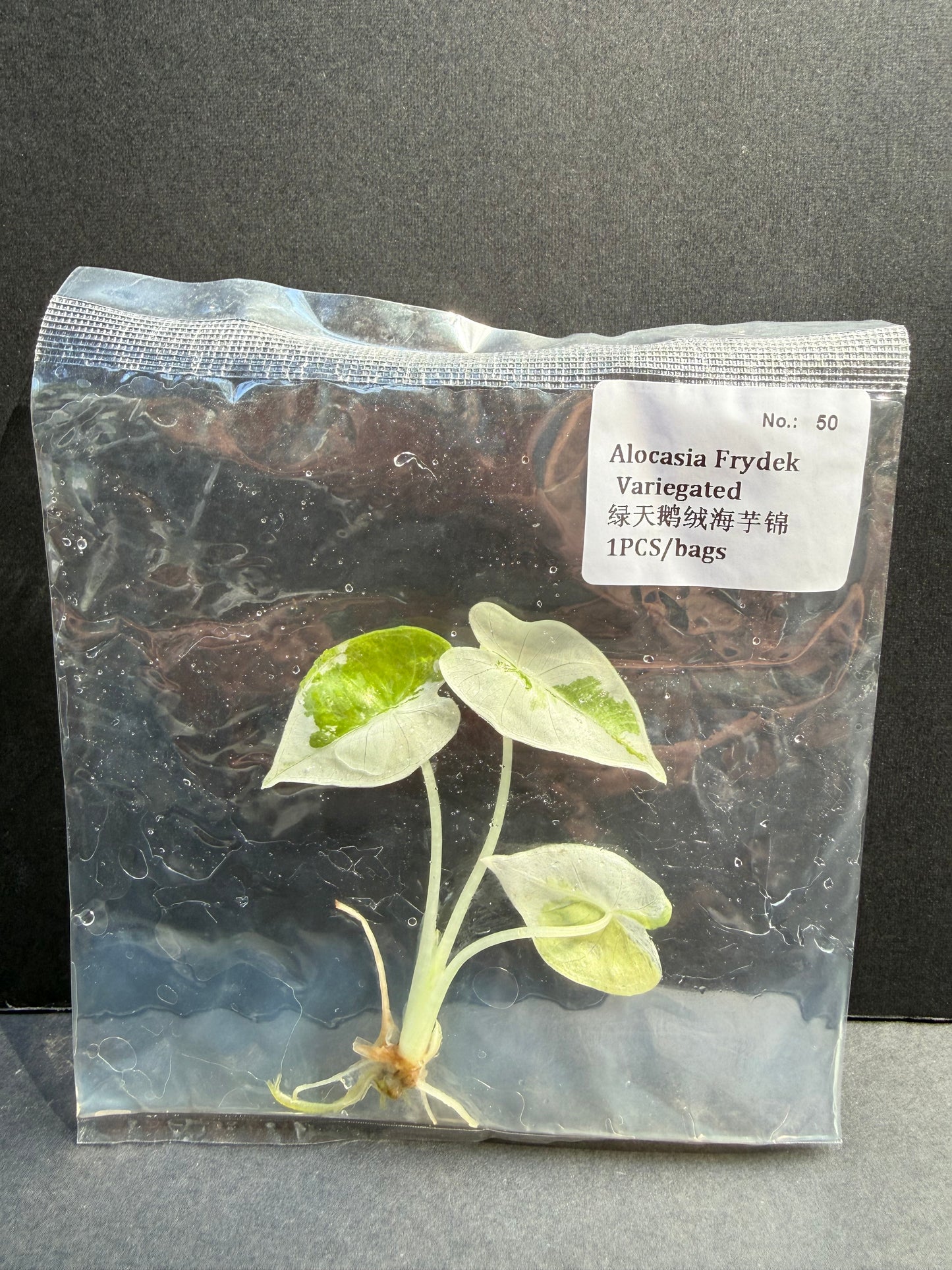 Alocasia Frydek Variegated