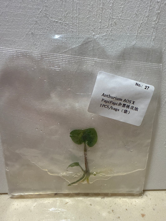 Anthurium AOS x PapiPapi - Seller's Choice
