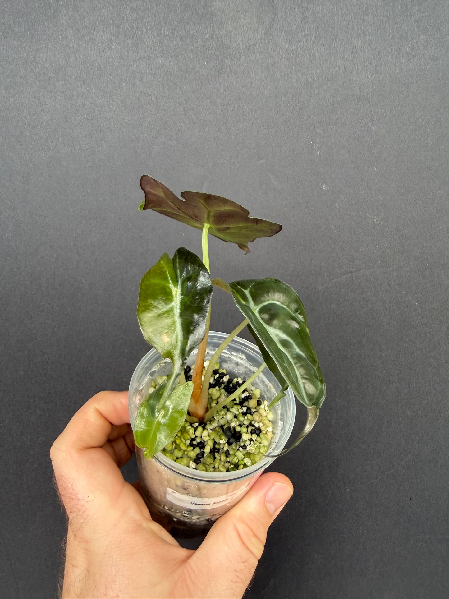 Alocasia Venom Aurea