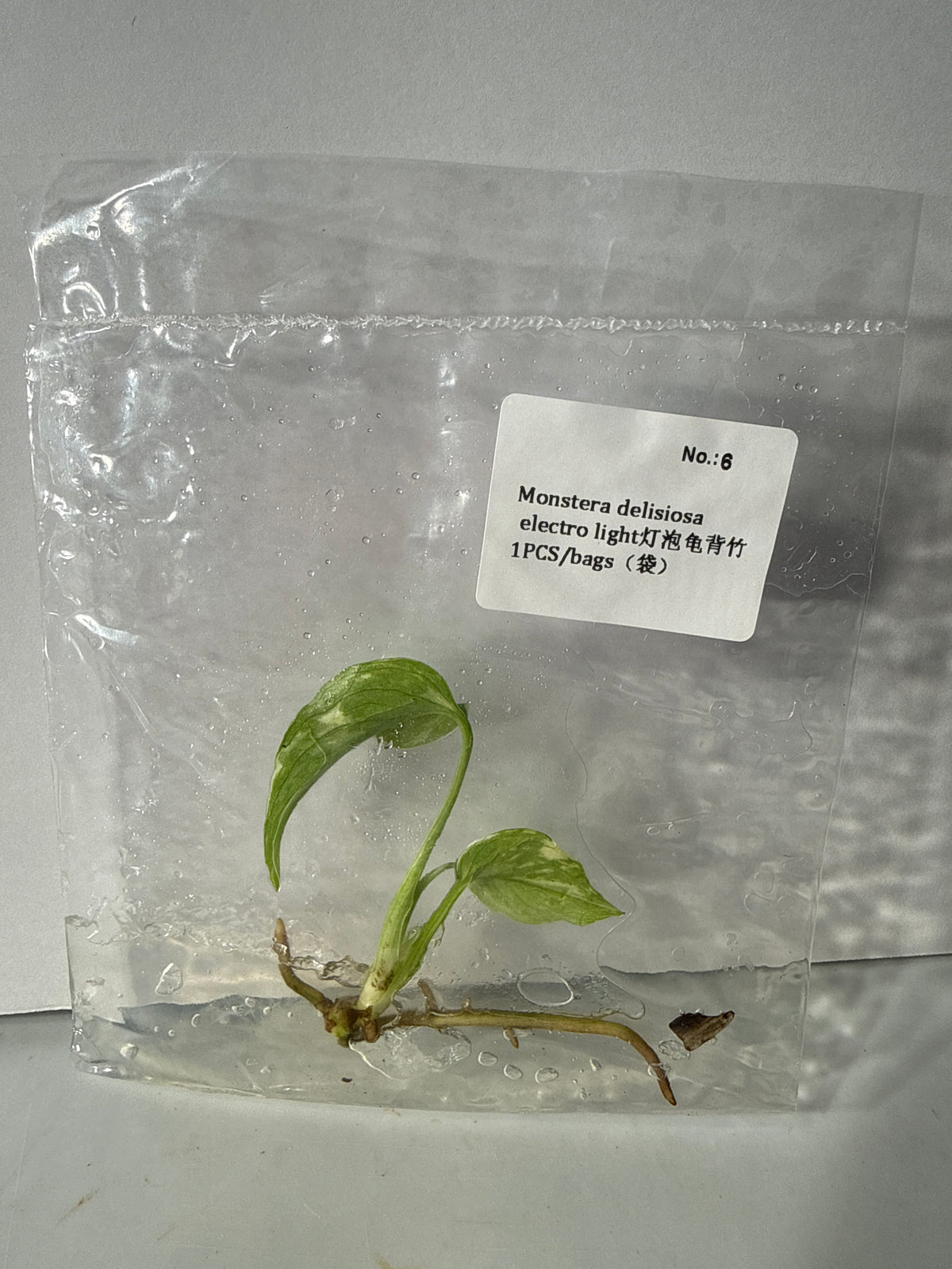 Monstera Deliciosa Electro Light