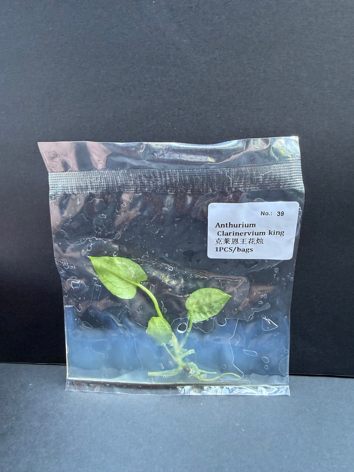Anthurium Clarinervium King Variegated