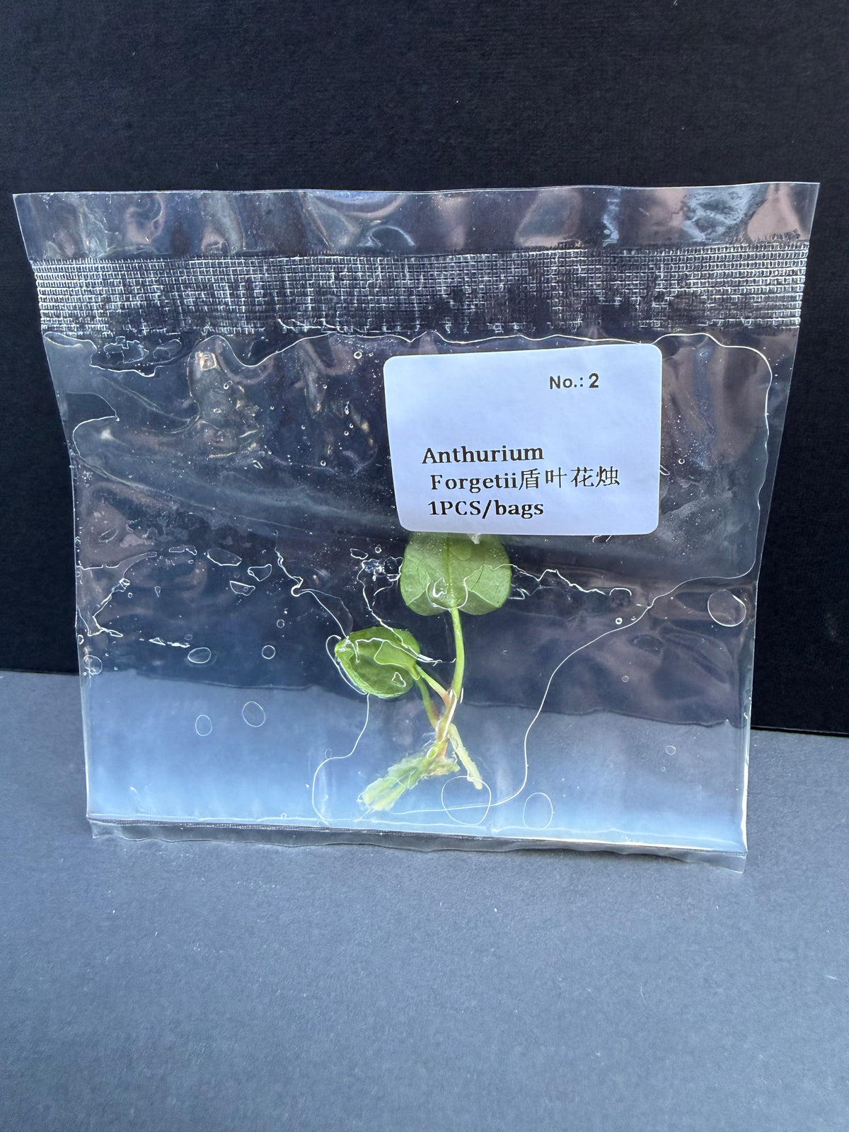 Anthurium Forgetii