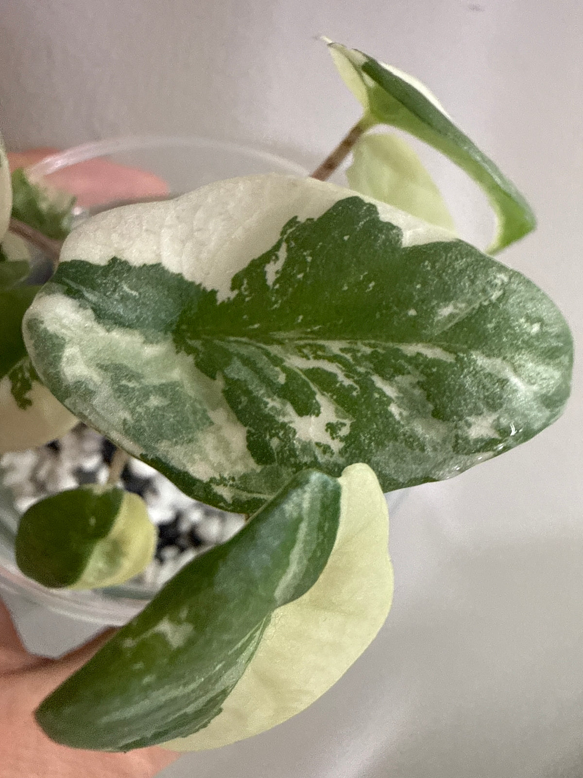 Alocasia Metallic Blue Albo