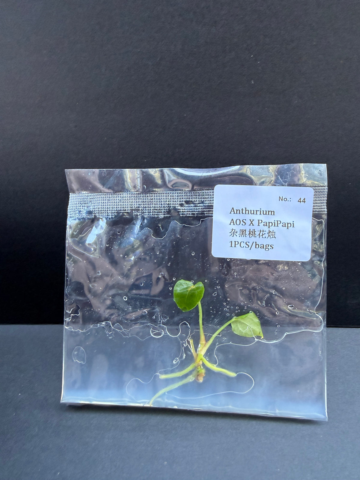 Anthurium AOS x PapiPapi