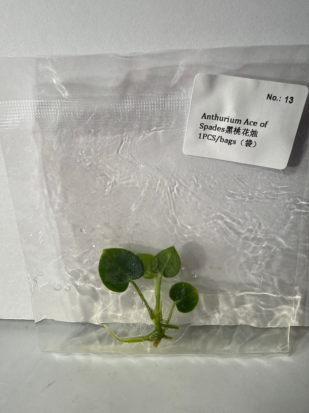 Anthurium Ace of Spades - Seller's Choice