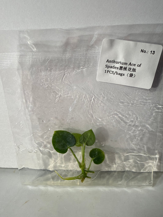 Anthurium Ace of Spades - Seller's Choice
