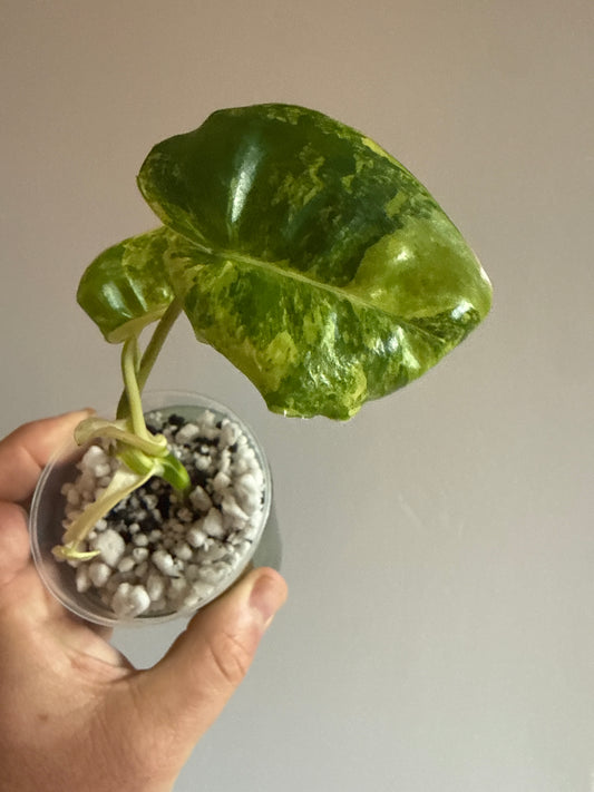 Philodendron Jose Buono Variegated Pup