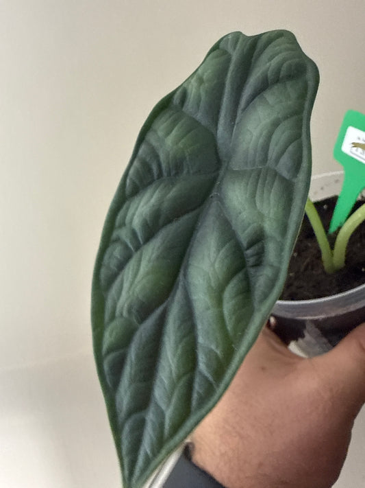 Alocasia Dragon Scale