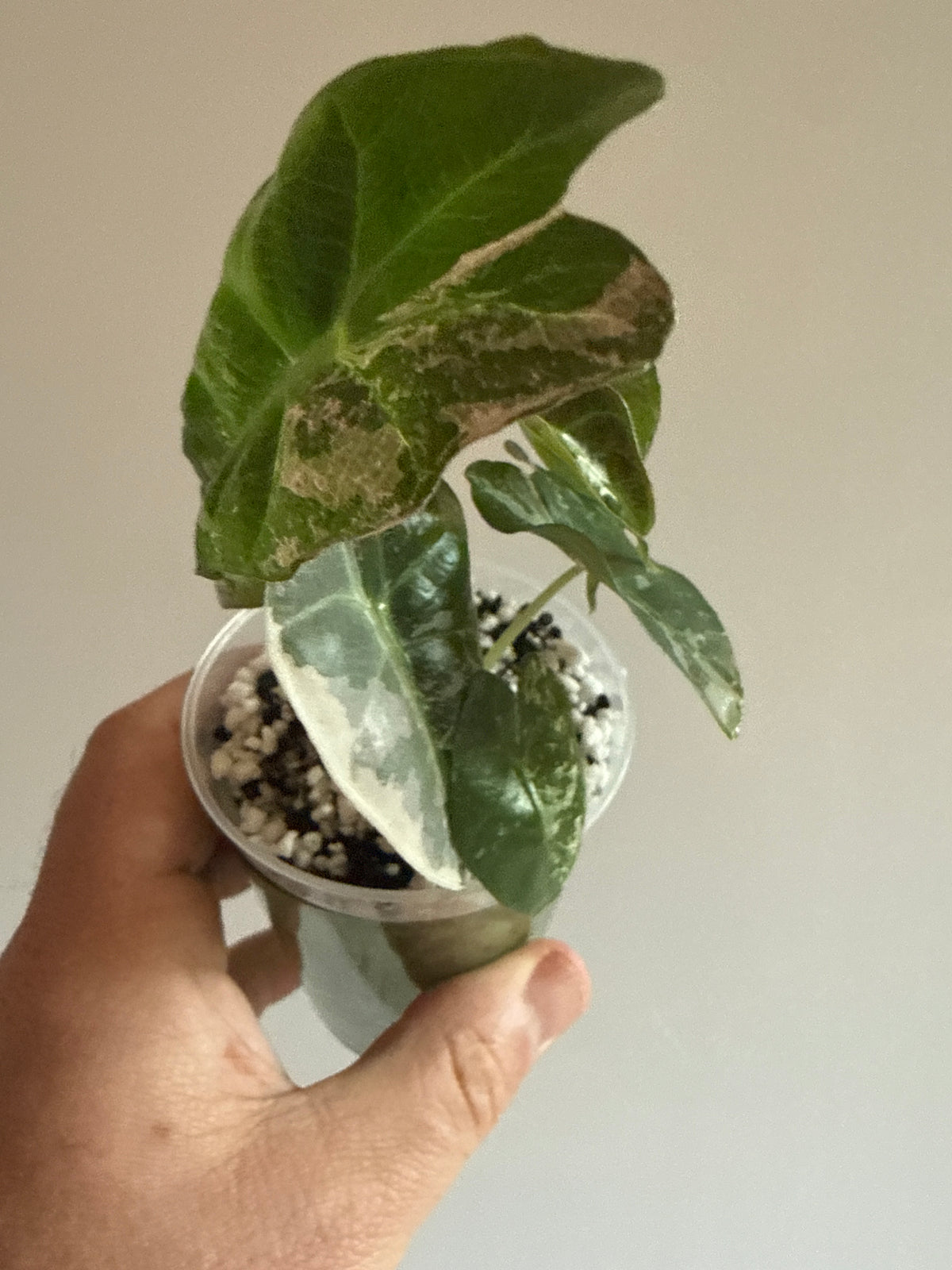 Alocasia Amazonica Pink