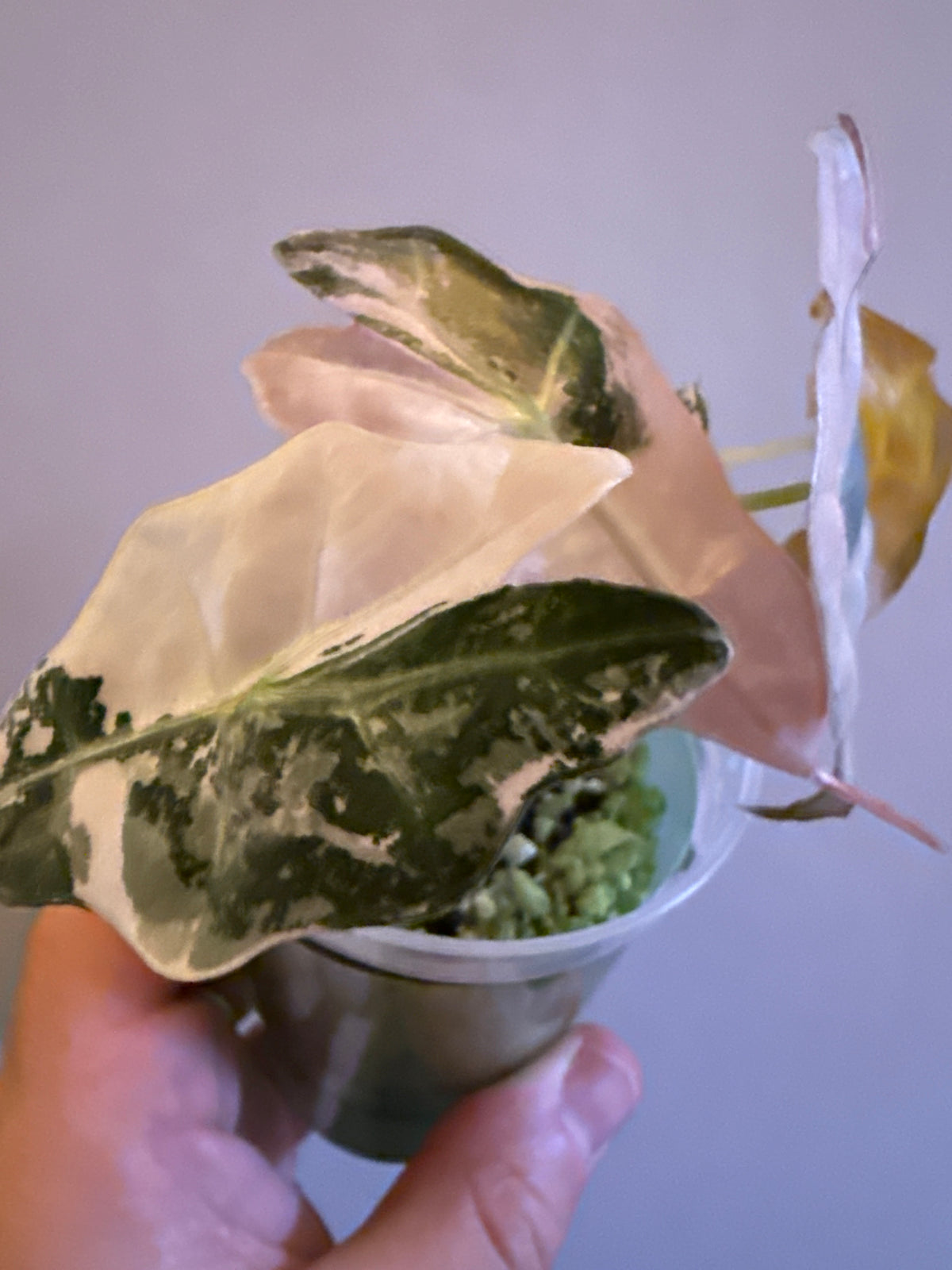Alocasia Poly Snowflake Superb #2