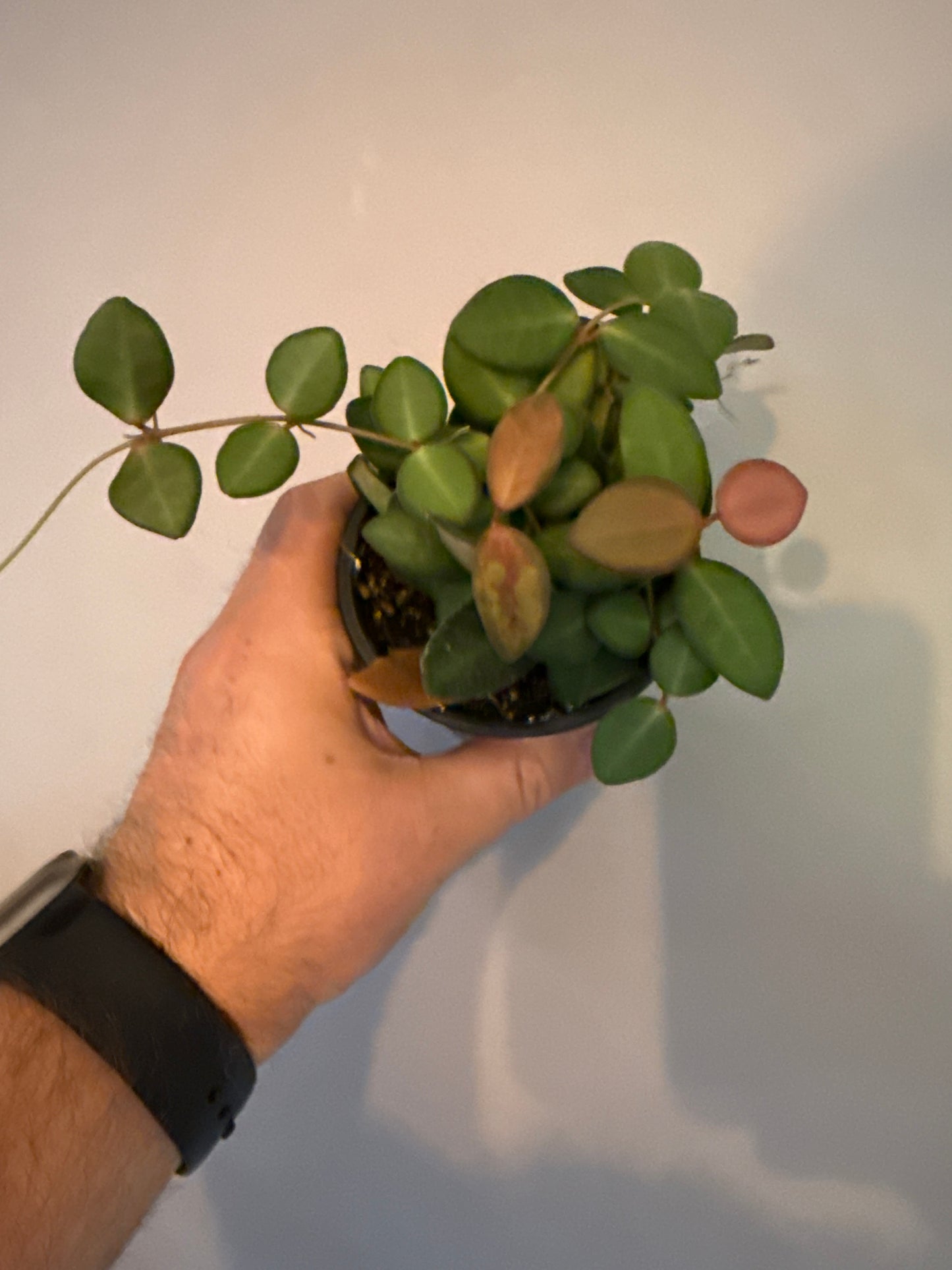 Hoya Rosita