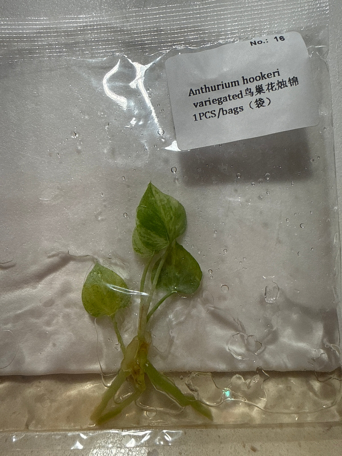 Anthurium Hookeri Variegated - Seller's Choice