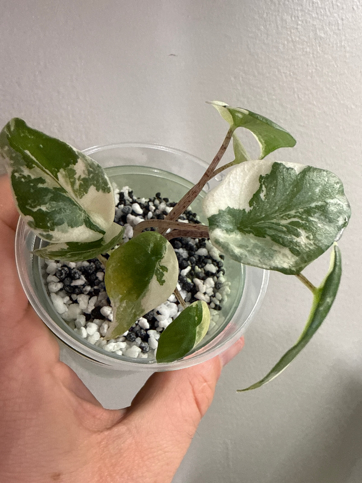 Alocasia Metallic Blue Albo