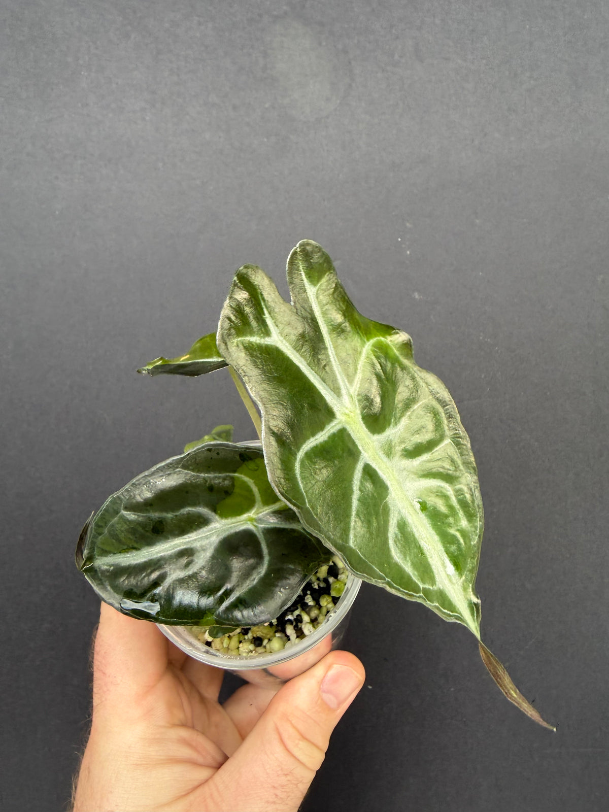 Alocasia Venom Aurea
