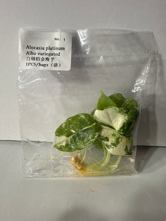 Alocasia Platinum Albo Variegated