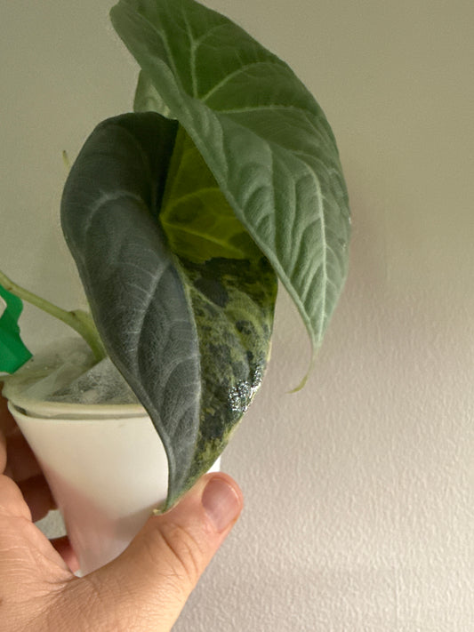 Alocasia 'Maharani' Aurea