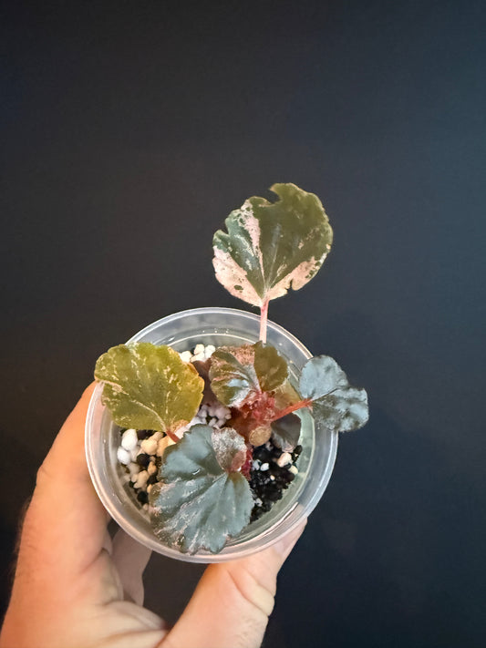 Begonia Cucullata Pink