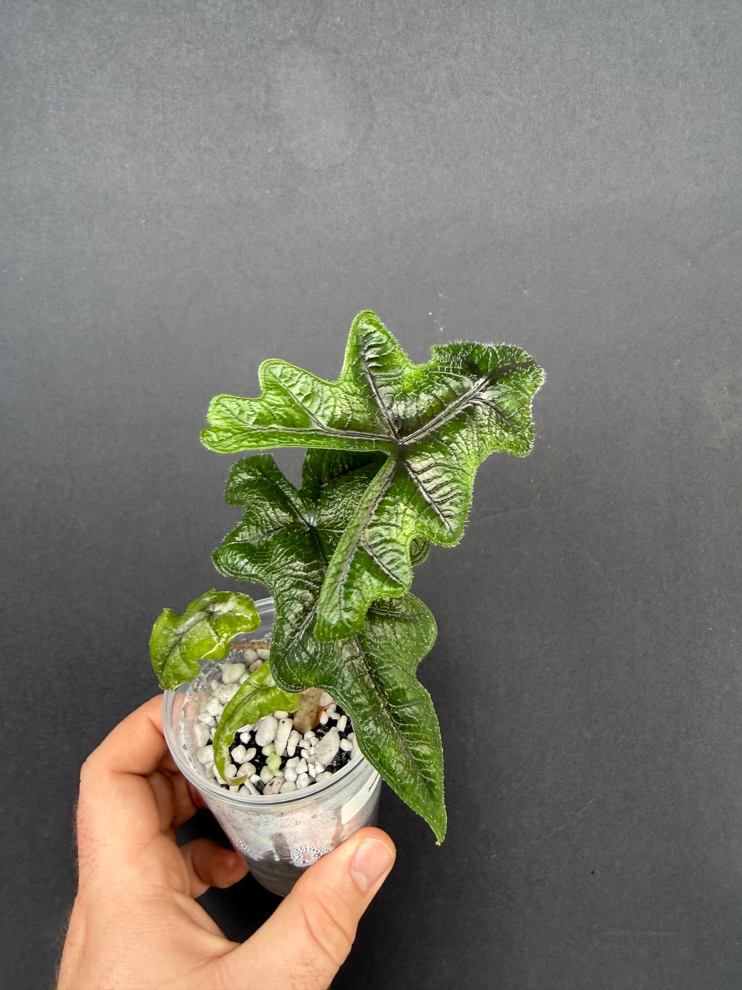 Alocasia Jacklyn Albo