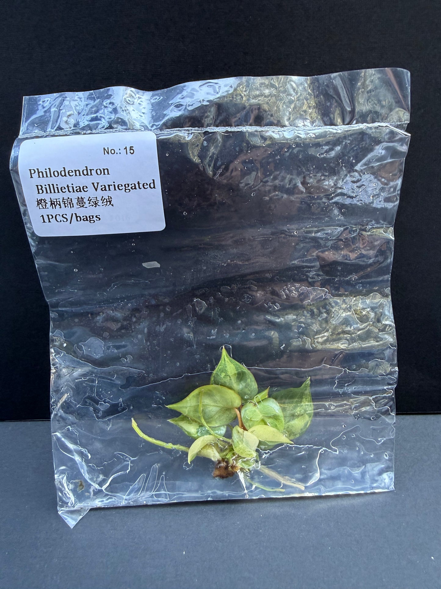 Philodendron Billietiae Variegated
