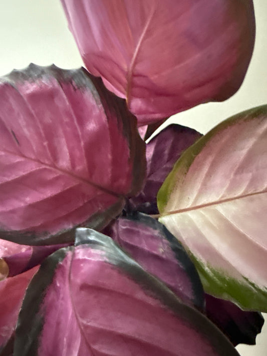 Calathea Roseopicta 'Purple Rose'