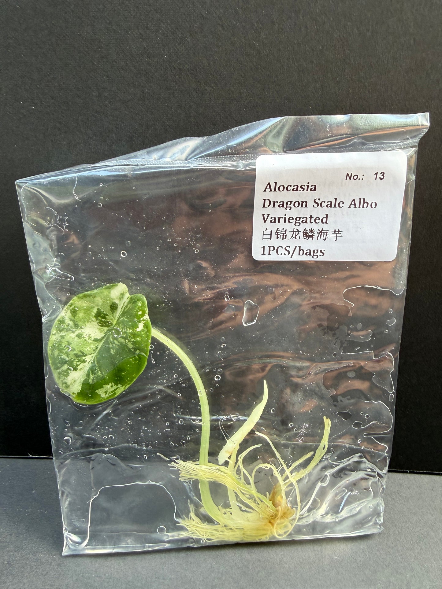 Alocasia Dragon Scale Albo Variegated