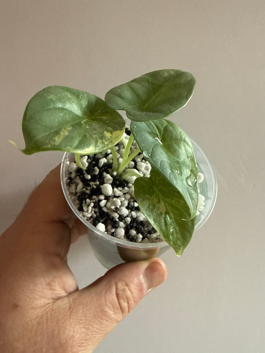 Alocasia Silver Dragon Aurea #3