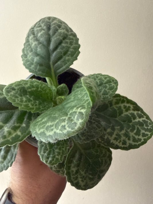 Primulina dyras 'Pretty Turtle'