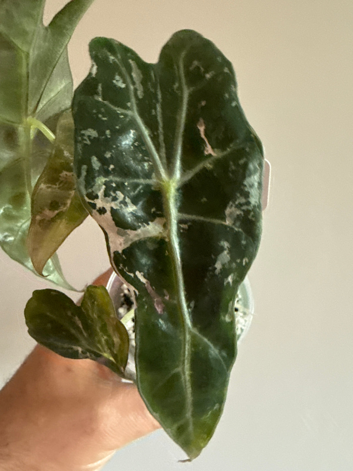Alocasia Polly Candy Pink