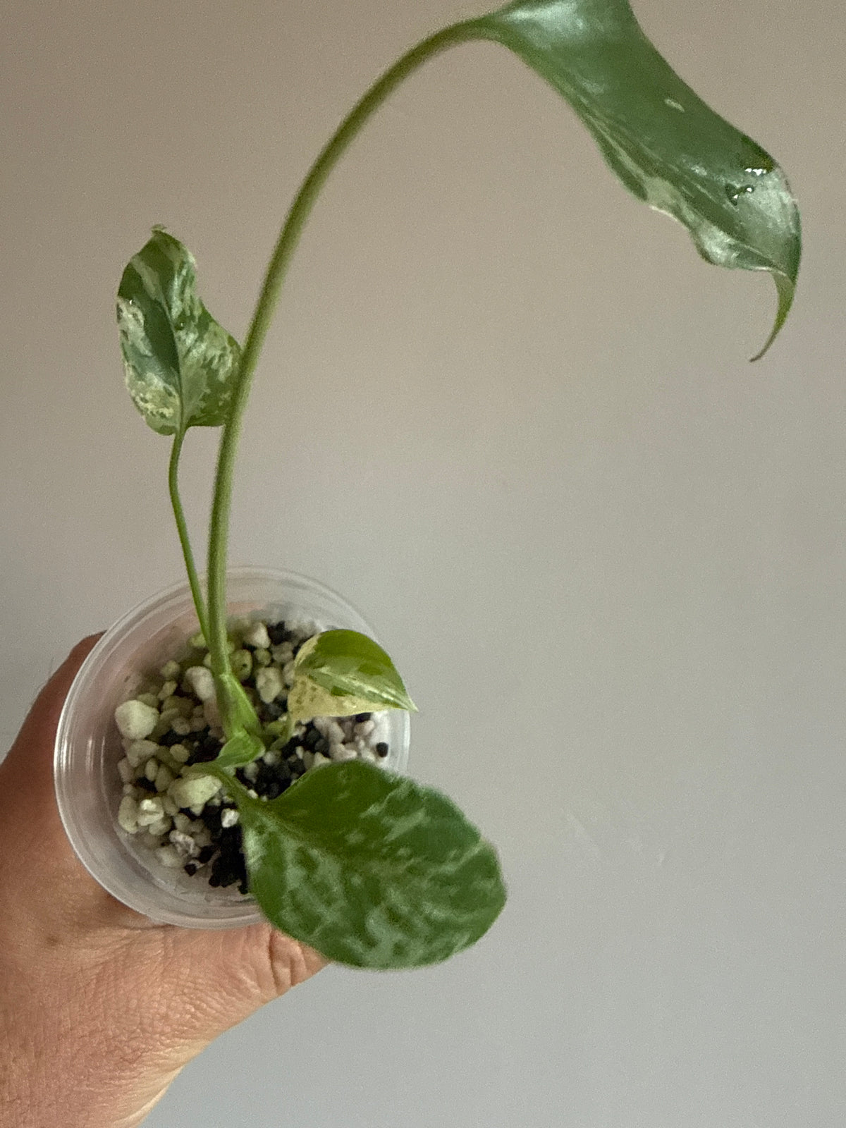 Monstera Bulbasaur #3