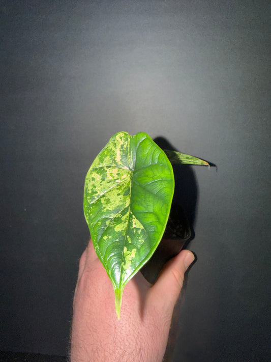Alocasia Dragon Scale Mint