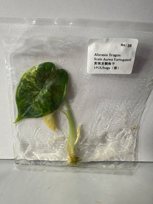 Alocasia Dragon Scale Aurea Variegated - Seller's Choice