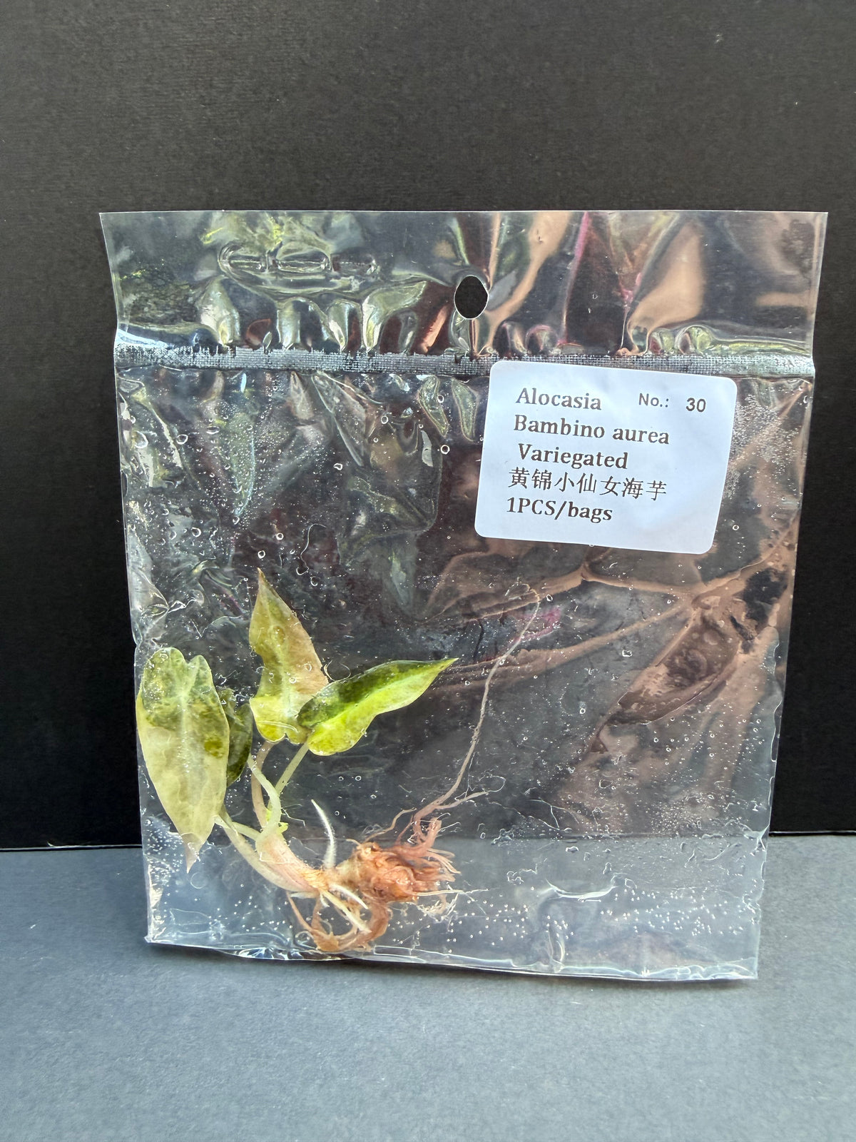 Alocasia Bambino Aurea Variegated